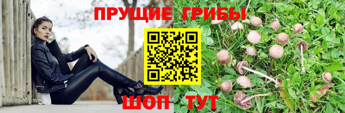 Кулебаки  хочу   Вход с VPN  Псилоцибиновые грибы GOLDEN TEACHER 